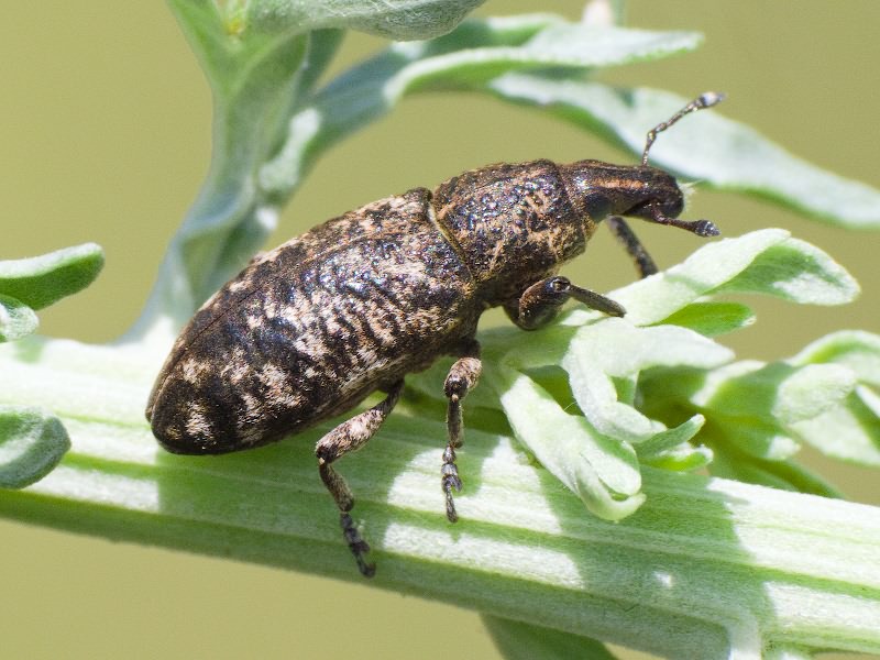 Curculionidae Latreille, 1802